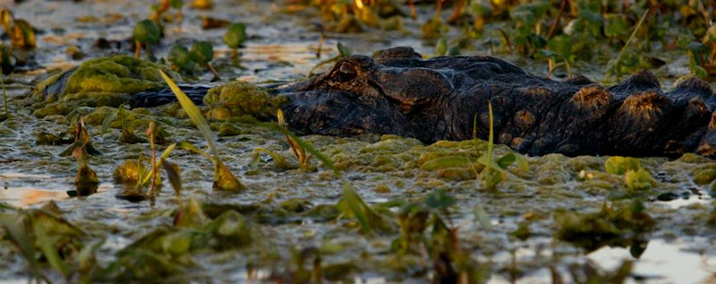 Mining Phosphorus — production still