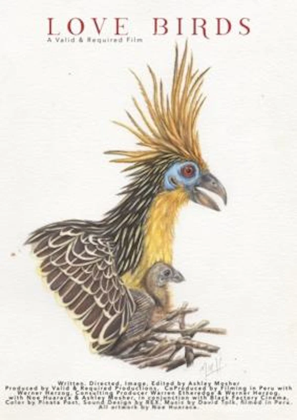Love Birds