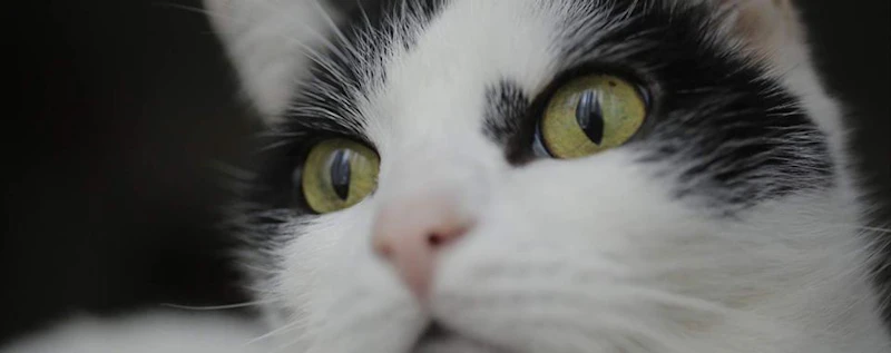 Shedding — production still