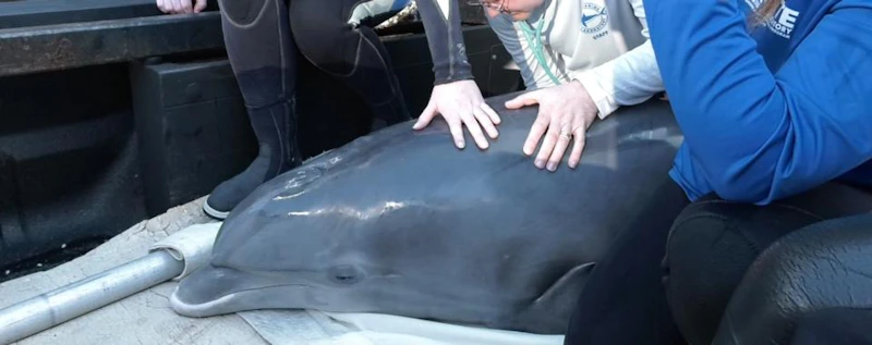 Research, Rescue, Release. Mote's Mission to Save Animals — production still