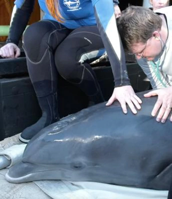 Research, Rescue, Release. Mote's Mission to Save Animals