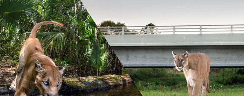 Path of the Panther — production still