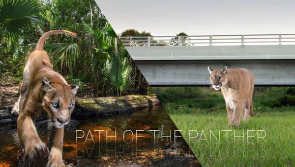 Path of the Panther
