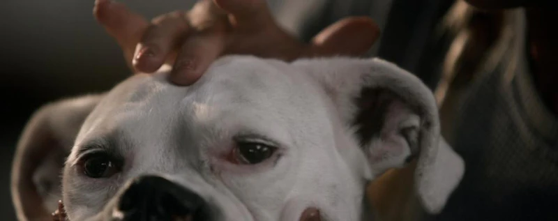 The School of Canine Massage — production still