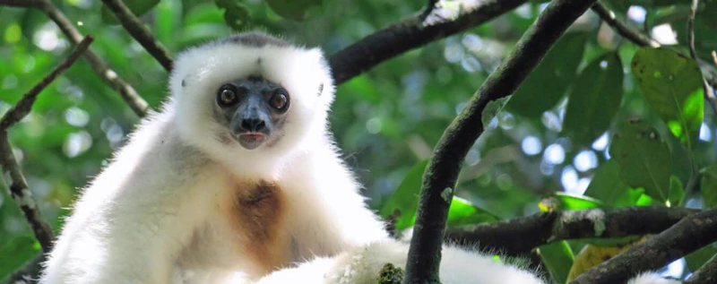 Conservation Across Continents : Madagascar — production still