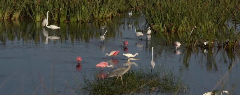 The Amazing Limpkin — production still