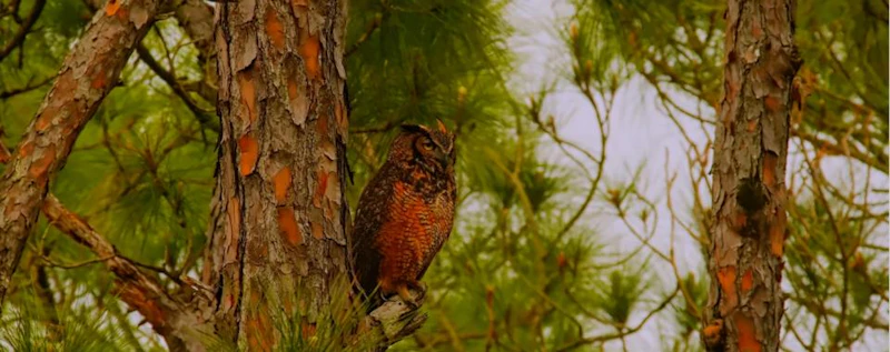 Tigers of the Sky — production still