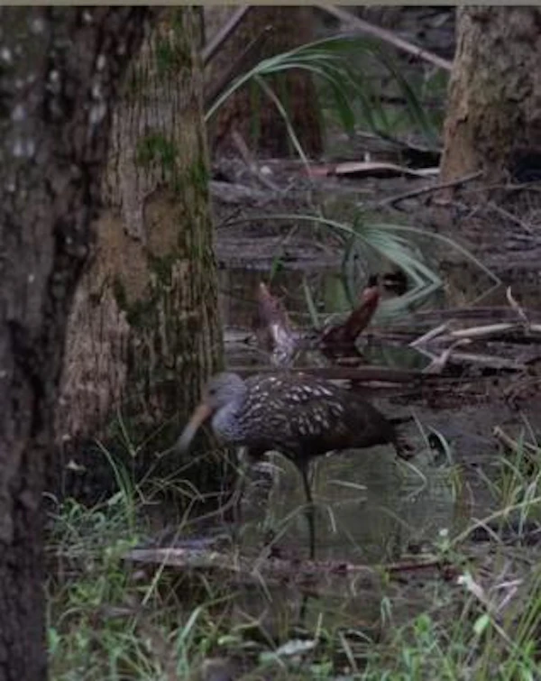 The Amazing Limpkin